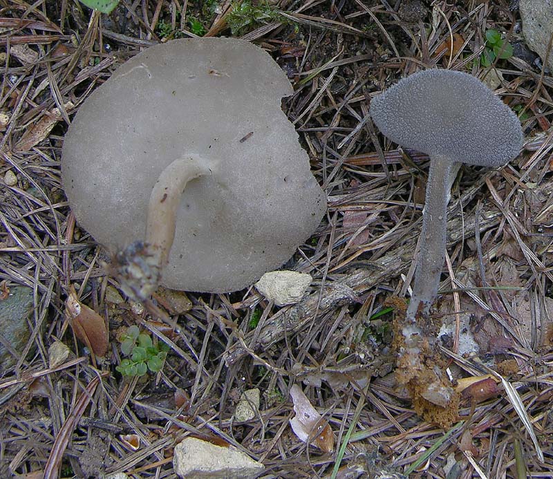 Helvella macropus? (cfr. Helvella villosa)